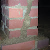 Formosan subterranean termite mud tune/shelter tube