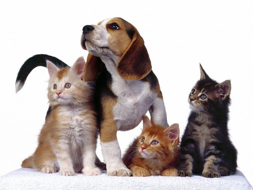 Sweet Cats and Dogs