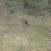Western Grey kangaroo