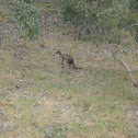 Western Grey kangaroo