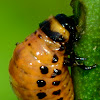 Colorado Potato Beetle- Larva