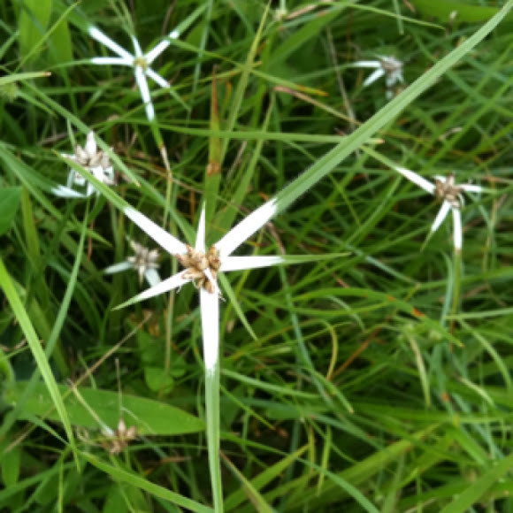 Star Grass, Star Rush, White Topped Sedge Project Noah