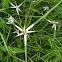 Star Grass, Star Rush, White Topped Sedge