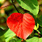 Bleeding Heart ( Queensland Poplar )