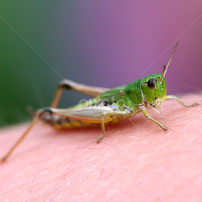 ... go ahead, jump! by Peri Mario Angelo - Animals Insects & Spiders