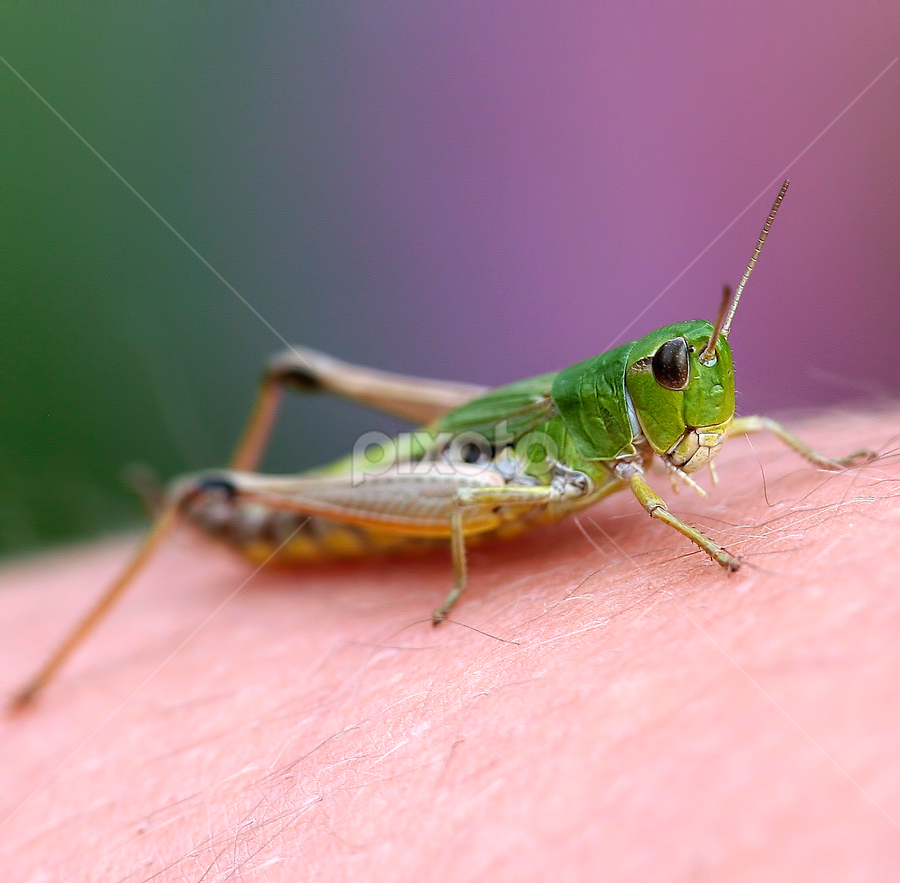 ... go ahead, jump! by Peri Mario Angelo - Animals Insects & Spiders