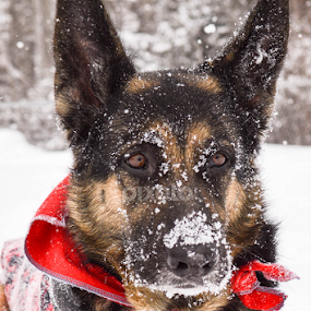 It's all in the eyes by Mikahla Dorey - Animals - Dogs Portraits