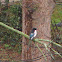 Eurasian Magpie(Pêga rabuda)