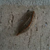 Flannel Moth caterpillar - TOXIC