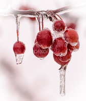 Berry Icy by Gary Hanson - Nature Up Close Other Natural Objects