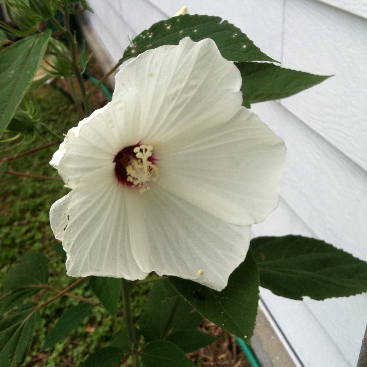 Southern Belle Hibiscus