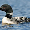 Great Northern Loon