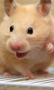 Happy Hamster Pet