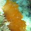 Orange Tunicate