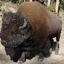 American Bison (Buffalo)