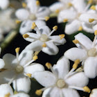 American Elderberry