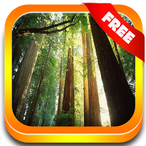 Nature Forest Sounds Relax.apk 1.0.6