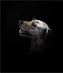 lulu