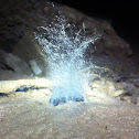 Mycelium growth on bat feces