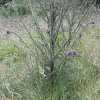 Marsh Thistle