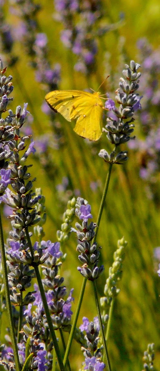 Alfalfa Butterfly/Orange Sulphur