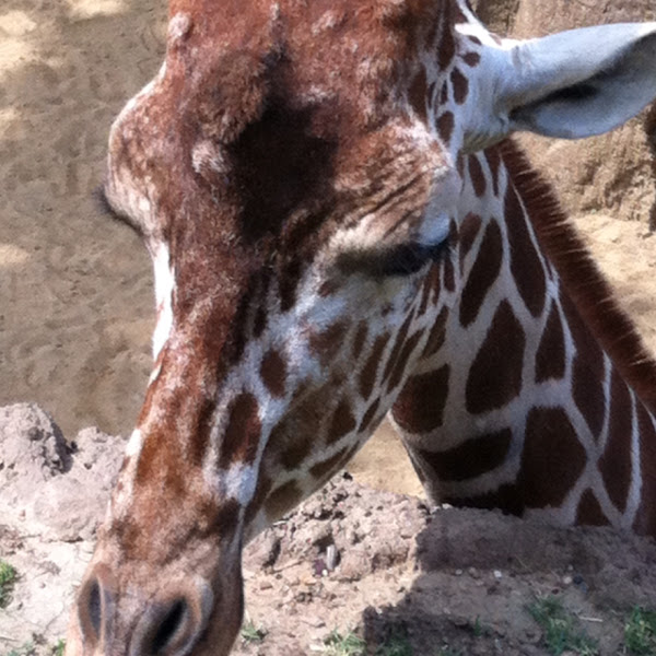 Reticulated Giraffe | Project Noah