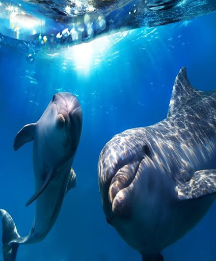 【免費解謎App】Jigsaw Puzzle - Dolphins-APP點子