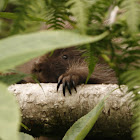 North American Porcupine