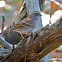 White-throated Sparrow