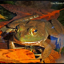 American bullfrogs