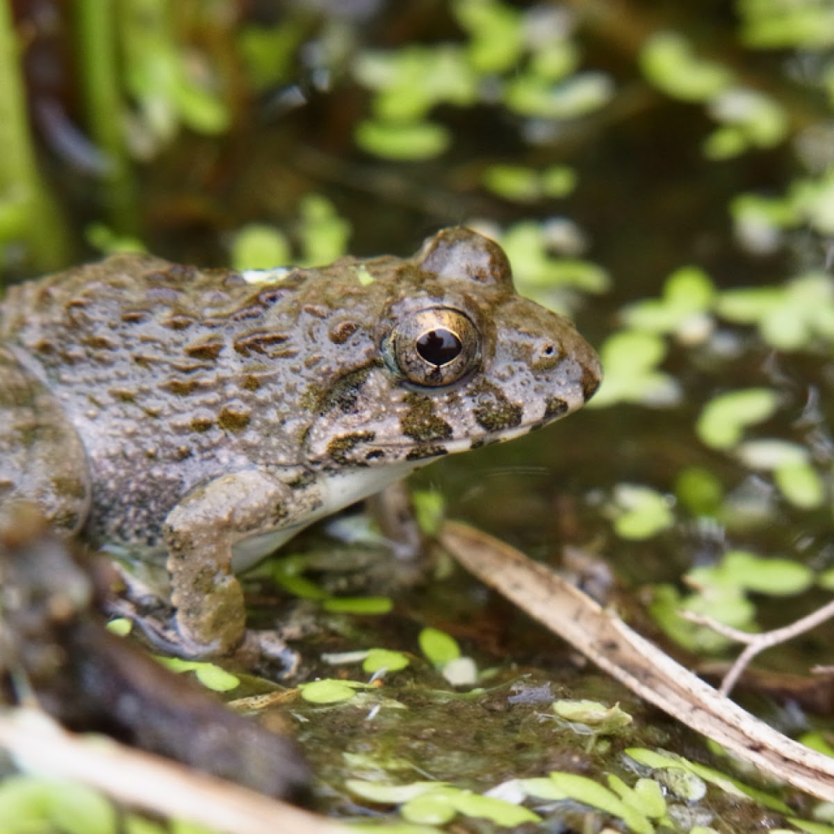 Japanese Wrinkled frog