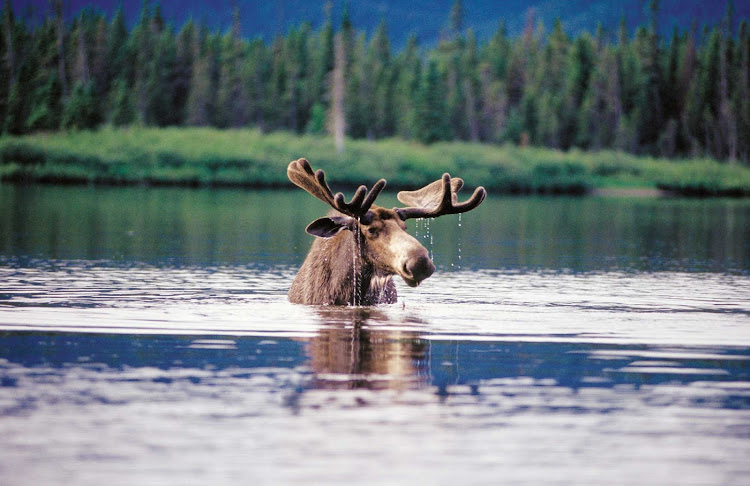 A moose takes a dip in the lake at Parc national de la Gaspesie, Quebec.