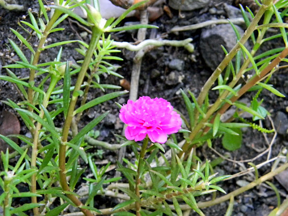 Nine O Clock Flower Sun Plant Moss Rose Project Noah