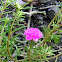 nine o’clock flower, sun plant, moss rose