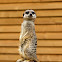 Meerkat