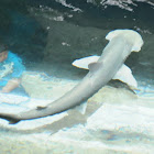 Bonnethead shark
