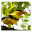 burung ID Download on Windows
