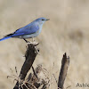 Mountain Bluebird