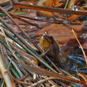 Spring Peeper Frog