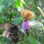Butterflies, Bee and Beetle on Thistle