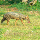 Sri Lankan Jackal