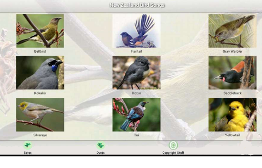 New Zealand Bird Songs
