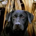 Labrador Retriever Wallpapers icon