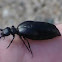 Short-winged Blister Beetle