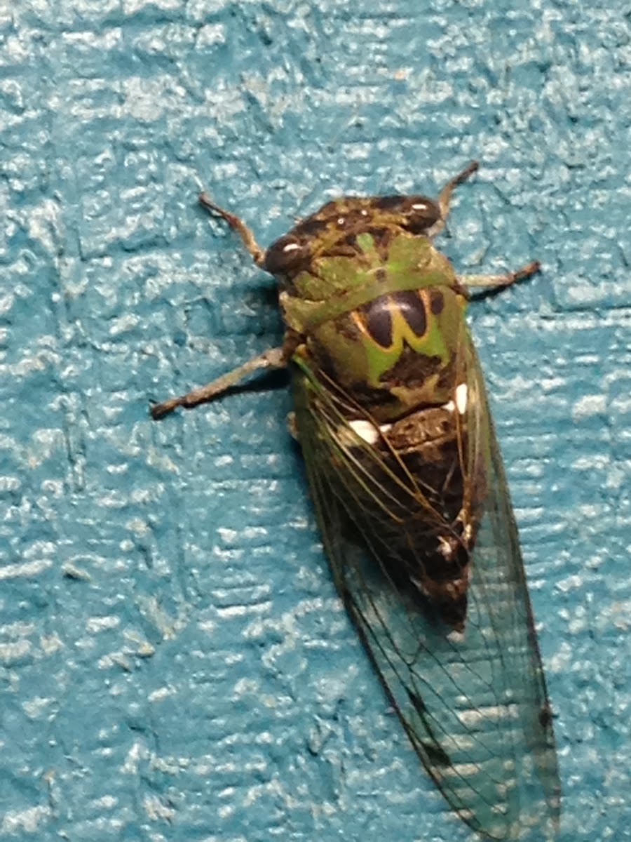 Silver-Bellied Cicada