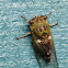 Silver-Bellied Cicada