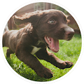 Animal Sounds Apk