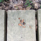 Nuts left behind by Eastern Chipmunk