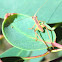 Gum-leaf Katydid