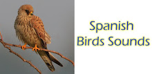 Spanish Birds Sounds APK
